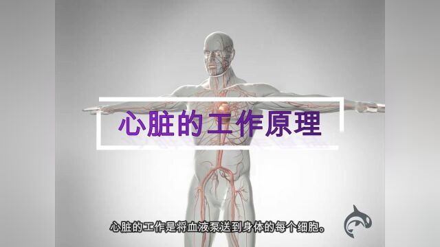 心脏解剖和心脏工作原理:心房心室的工作,血液循环