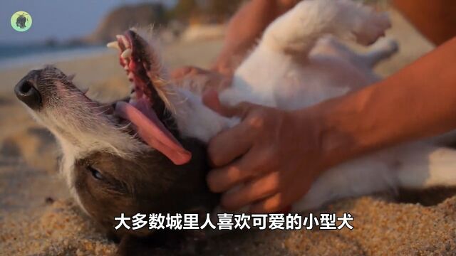 体型最大的5种狗,藏獒在它们面前,只配当小弟猛犬狗狗大型犬 1