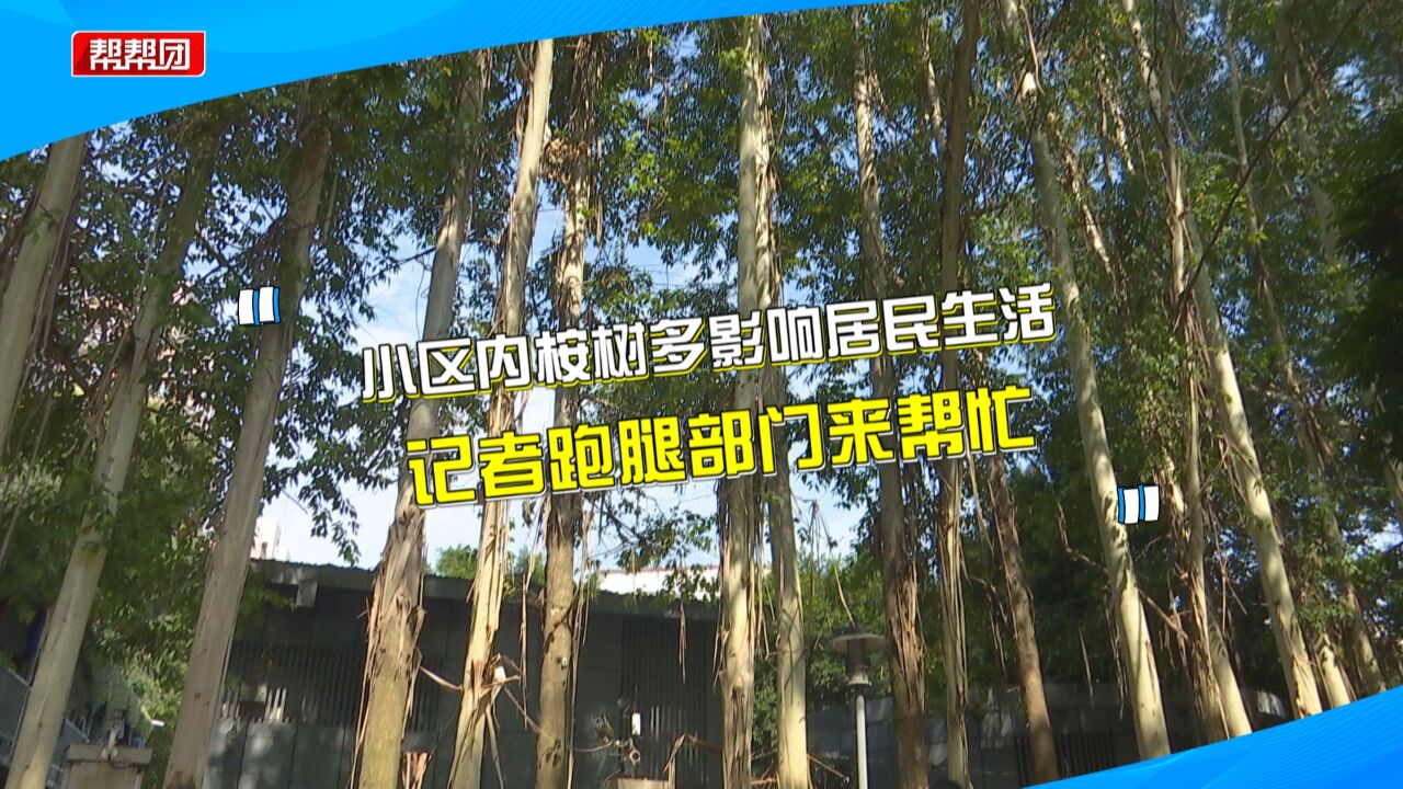 小区内种有两百多颗桉树 业主称有诸多隐患 林业专家:气味无毒