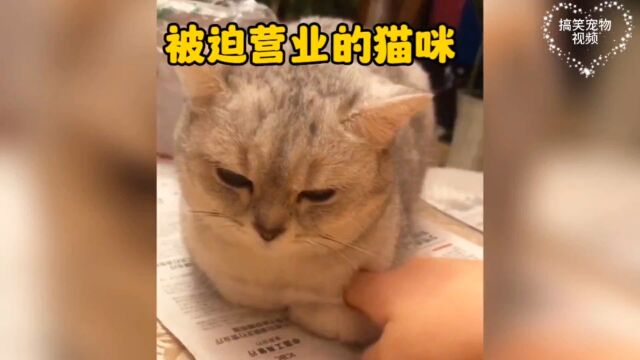 盘点那些被迫营业的猫咪