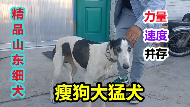 精品山东细犬,速度与力量并存,瘦狗却是大猛犬,妥妥的护卫犬!