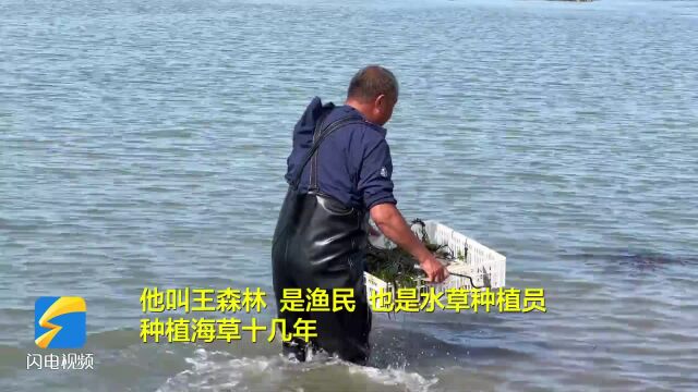 荣成:东楮岛海底种出“绿色草原” 实现生态经济双赢