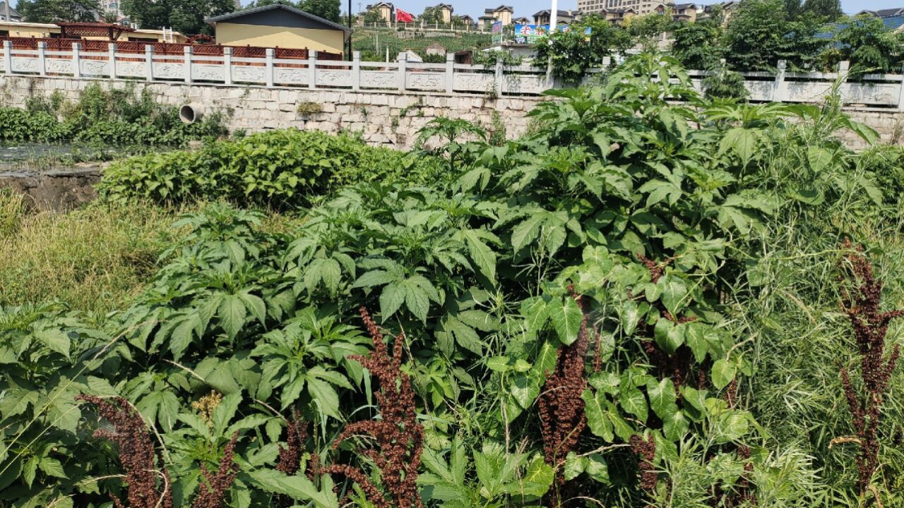 普兰店安波惊现三裂叶豚草和野生大麻