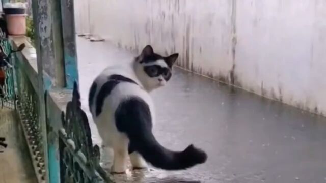 十猫有八猫长相奇特