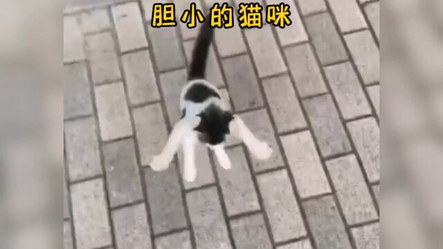 小猫咪都是这么胆小吗?#猫咪的迷惑行为#搞笑宠物 #专治不开心