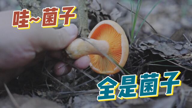 哇!菌子全是菌子,又到捡菌子的季节了