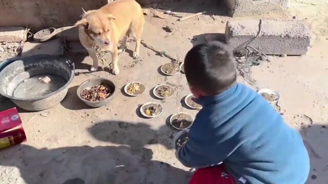 犬次郎的夏天