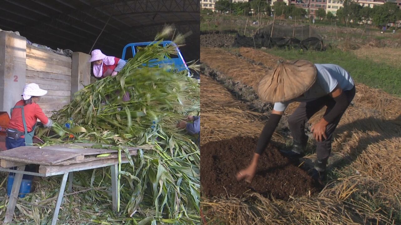 “生态包袱”变身“绿色财富”!秸秆综合利用 降低种植养殖成本