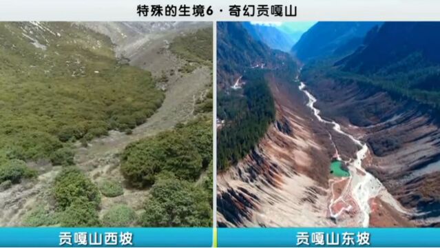 贡嘎山东坡的海拔落差比西坡大,因此垂直植被带类型更为多样