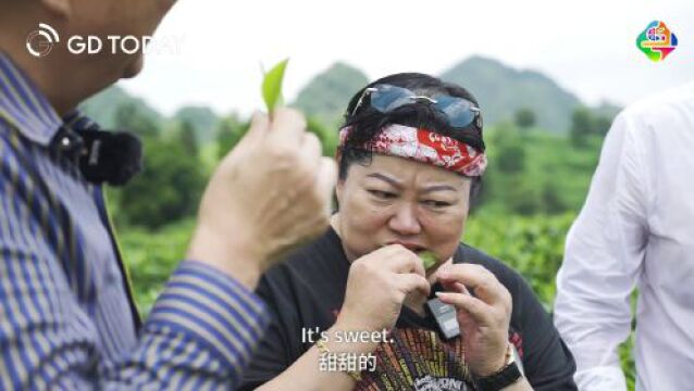 Expats: Guangdong tea matches the new trend of European taste