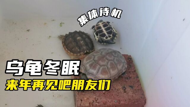 教你如何让广东乌龟冬眠,方法简单来年越长越壮!