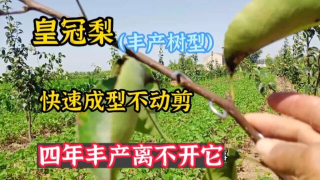 皇冠梨树型决定产量收益,很多果农不懂留什么树形?如何培养丰产树形?这个视频给你答案