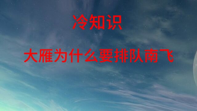 冷知识:大雁为什么要排队南飞