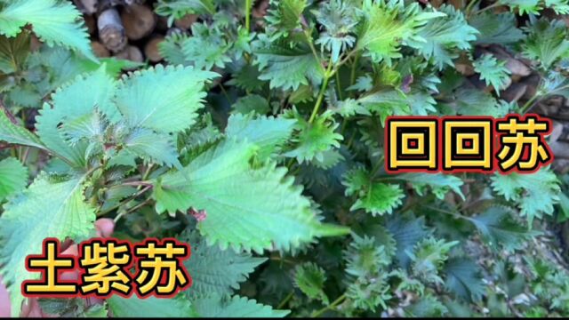 农村一种常见的植物紫苏,老人们称之为解毒草,你认识几种紫苏