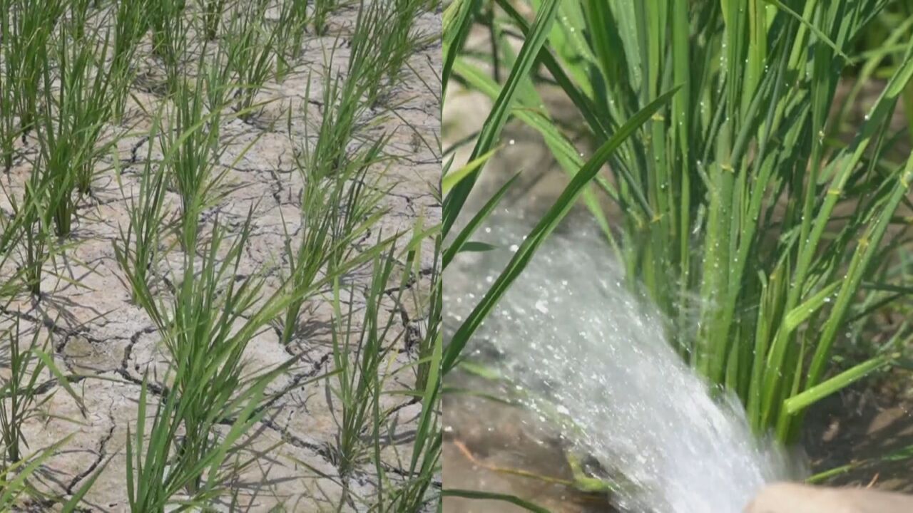 引“抗旱水!持续高温致稻田干旱 农技指导确保粮食生产