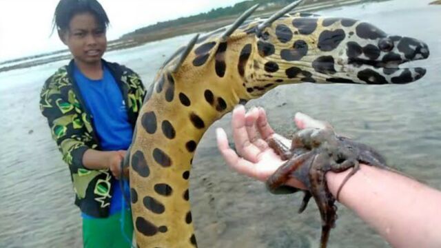 猛货斑点海鳗鱼,被印尼二流子一举擒获,全身布满斑点花纹很少见