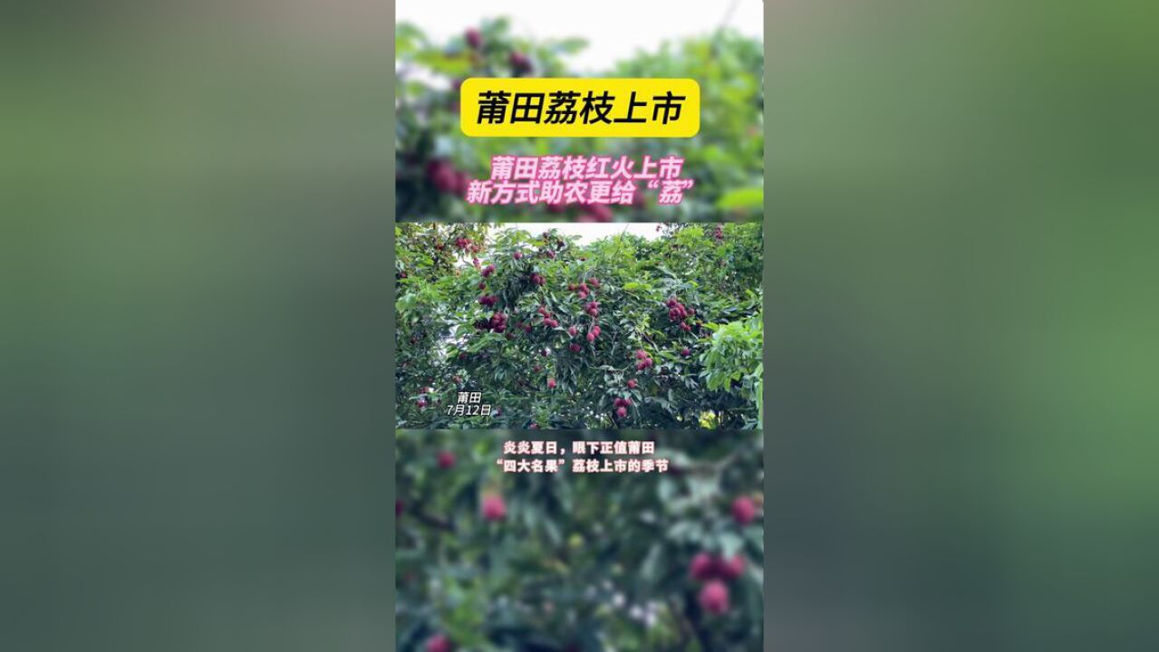 莆田荔枝上市啦!新方式助农更给“荔”~,全媒体记者,蔡蕊