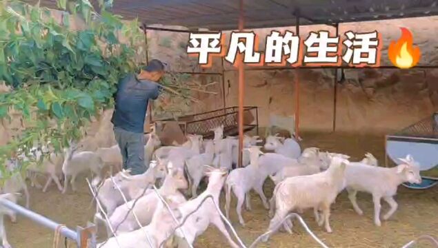 简单平凡的陕北农村生活