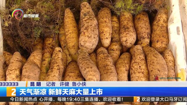 天气渐凉 新鲜天麻大量上市