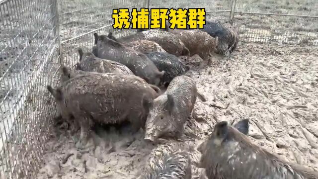 国外农场野猪泛滥,丧彪设计抓获一大群害虫