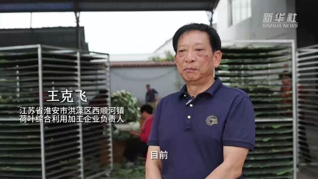 江苏淮安:采荷叶 助增收