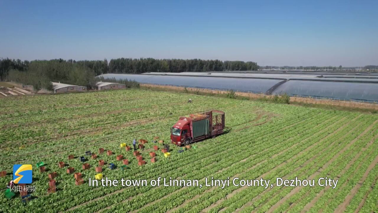 Remarkable Shandong: Bountiful harvest of lettuce in Linyi county