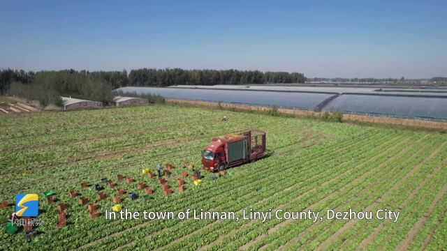 Remarkable Shandong: Bountiful harvest of lettuce in Linyi county