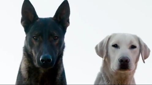 两只流浪犬被狗贩子盯上，怎料狗狗聪明，耍的狗贩子团团转