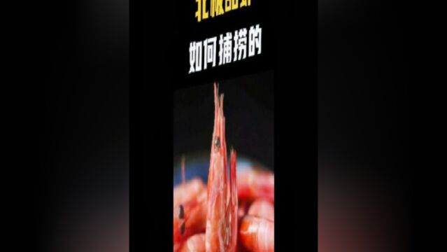 北极甜虾那么贵,为什么还煮熟来卖