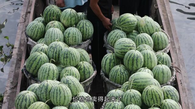 200多艘运瓜船 串联起瓜农们的共富路