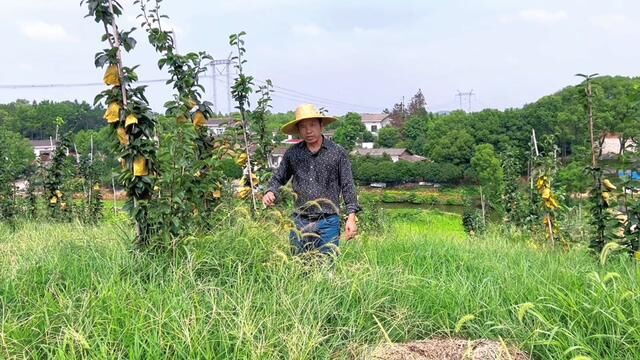 恶性杂草与良性杂草到底该怎样区别?你的果园愿意生草吗?你是用除草剂还是人工除草?#除草 #果园管理 #绿肥 #有机肥