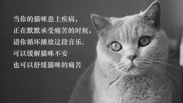 猫咪专属的音乐疗法,当你的猫正在被疾病攻击时候,请循环播放