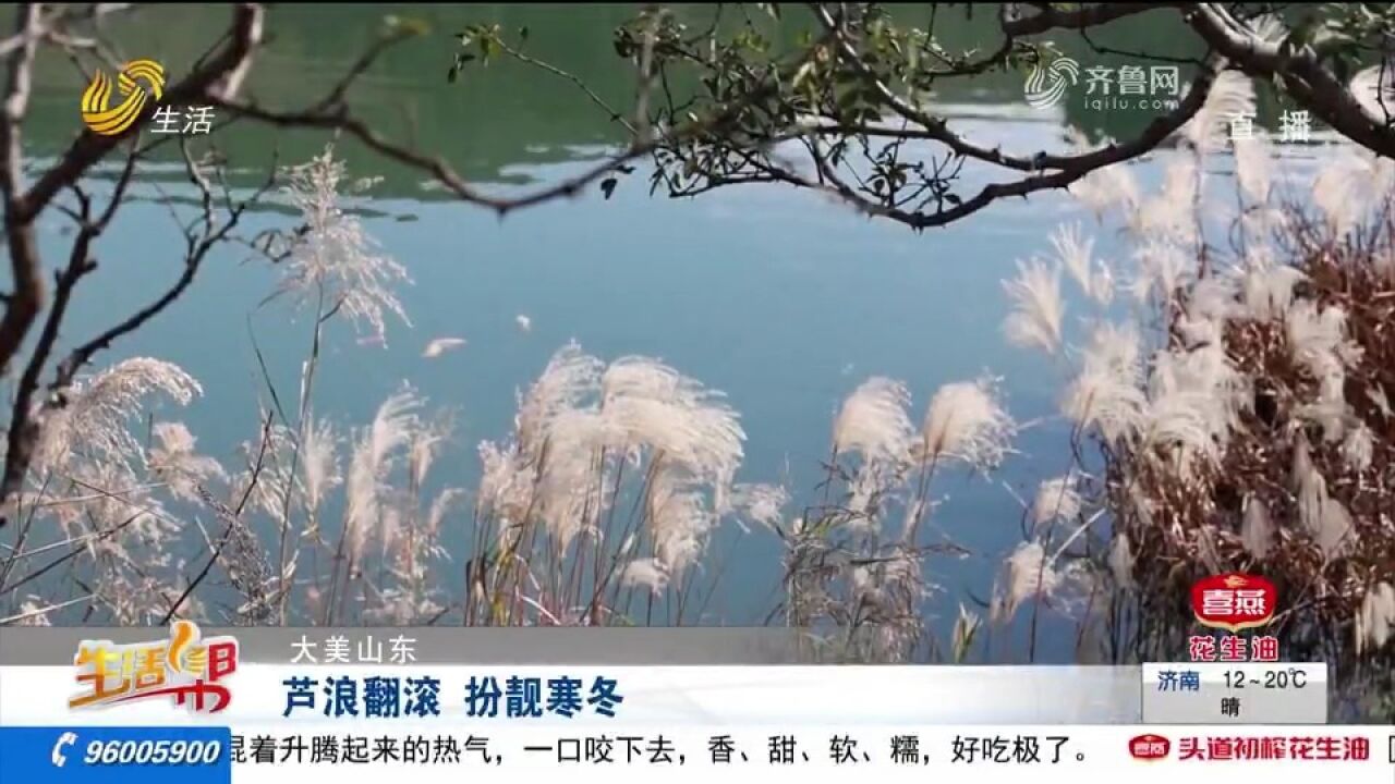 枣庄后峪湿地风景独好,芦苇摇曳、芦花飞雪,形成一道靓丽风景线