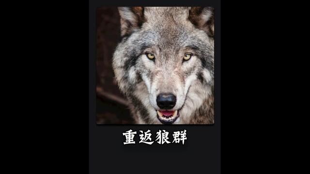 人与狼感人的故事 #因为一个片段看了整部剧 #狼