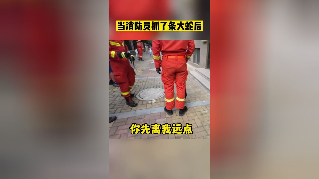 大家听我狡辩,我真的不是怕蛇……