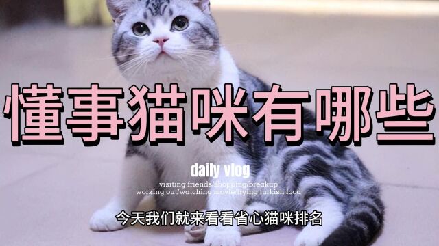 省心猫咪排名:“最懂事”的3种猫