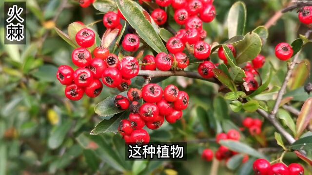 这种红彤彤的果子你吃过么,你知道它为啥叫“救军粮”嘛#野生植物 #奇花异草 #硕果累累 #救军粮 #火棘