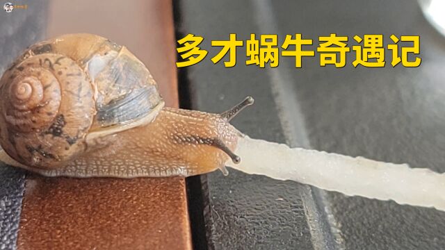 养蜗牛日记:多才救回一只濒死的蜗牛,奇妙的缘分开始了!