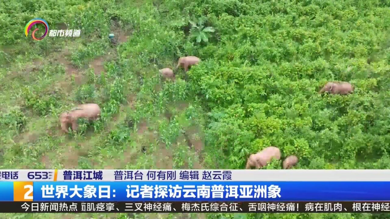 世界大象日:记者探访云南普洱亚洲象