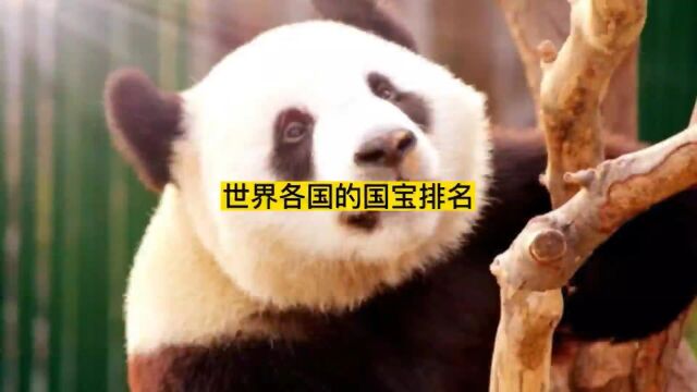 第四集,不同国家可爱的国宝都是什么?#世界之最 #国宝