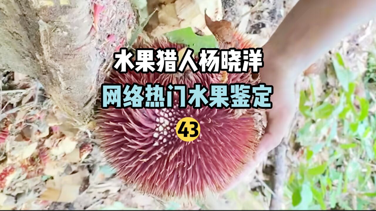 【水果猎人】网络热门水果鉴定41