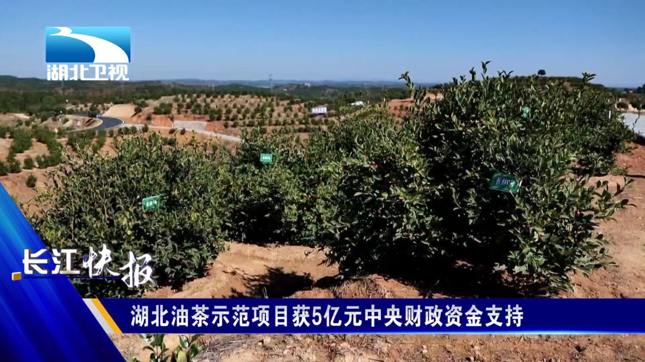 湖北油茶示范项目获5亿元中央财政资金支持