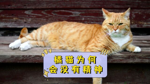 橘猫总是病恹恹怎么回事?这几点宠主要注意了!