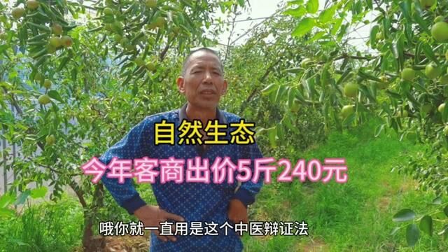 农民大哥采用中医辩证法管枣园,生产优质冬枣,客商出价每斤40元 #冬枣 #农技推广 #生态农业