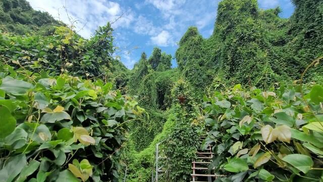 现实版的绿野仙踪在绍兴的一座小县城里,整座山庄都镶嵌在青藤林中 #绍兴 #绍兴民宿 #民宿 #酒店 #旅游