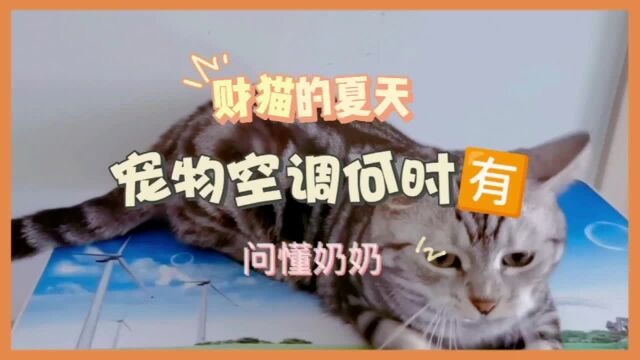 财猫的夏天2买宠物空调找懂奶奶