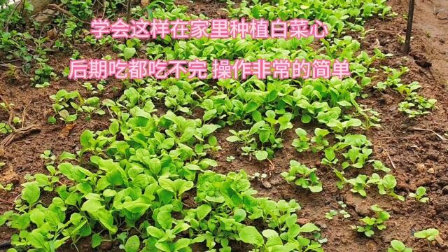 学会这样在家里种植白菜心,后期吃都吃不完,操作非常的简单