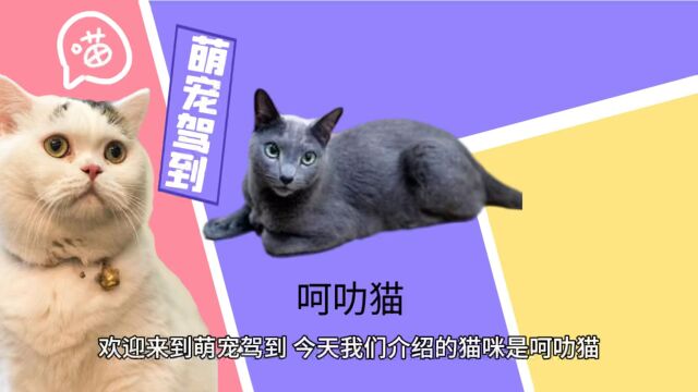 【萌宠驾到】呵叻猫有什么特征?呵叻猫性格怎么样?