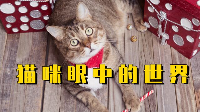 世界在猫咪眼中是什么样的,铲屎官你了解吗?