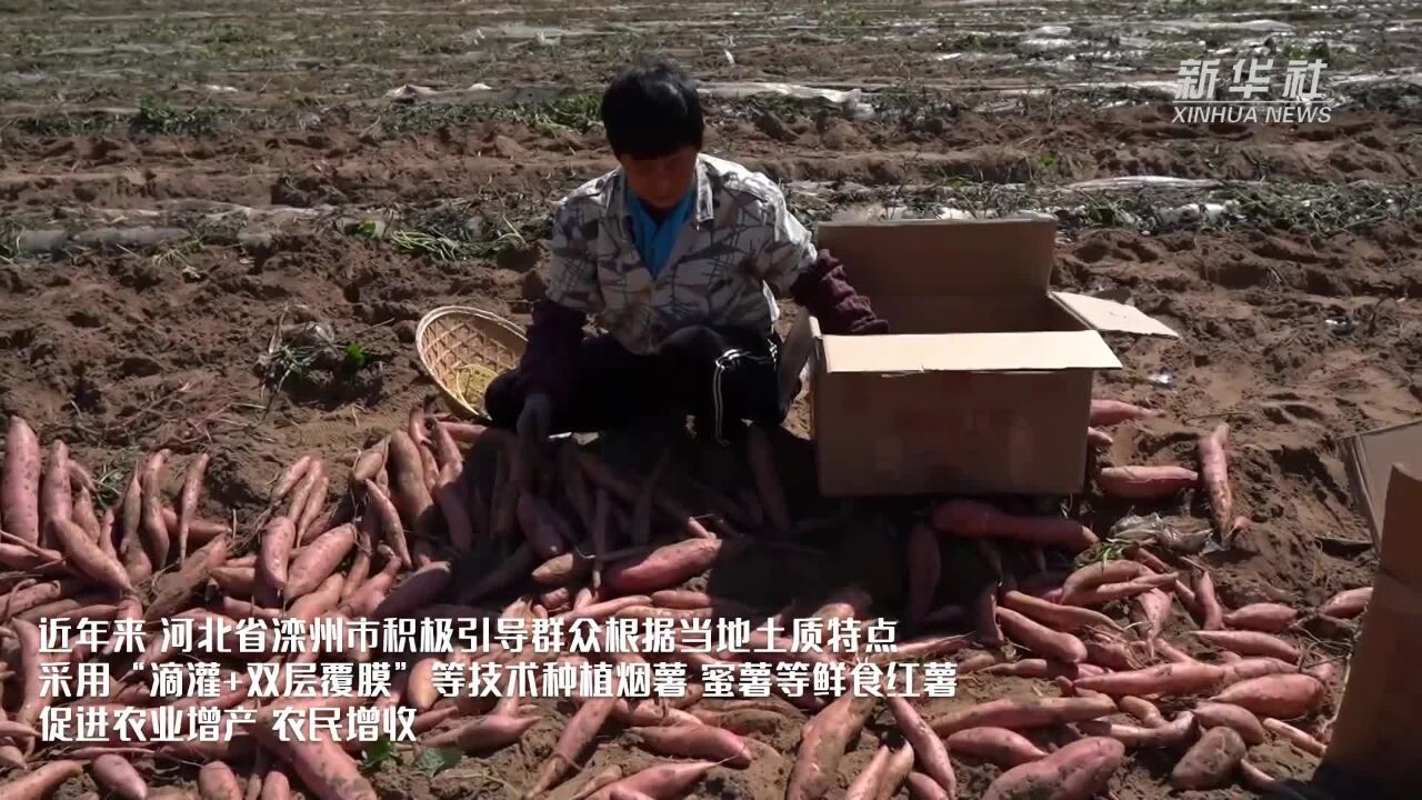 河北滦州:科学种植鲜食红薯上市早